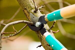Tree pruning at felling