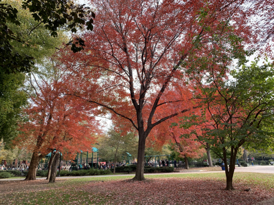 Affordable tree care removal and maintenance in Central NJ!