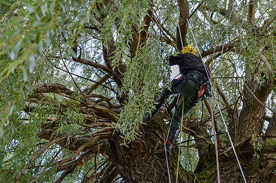 TREE SERVICE OF SAVANNAH GA