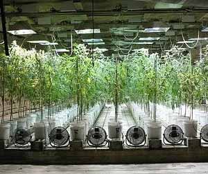 Hydroponics, սարքավորումներ եւ պարագաներ