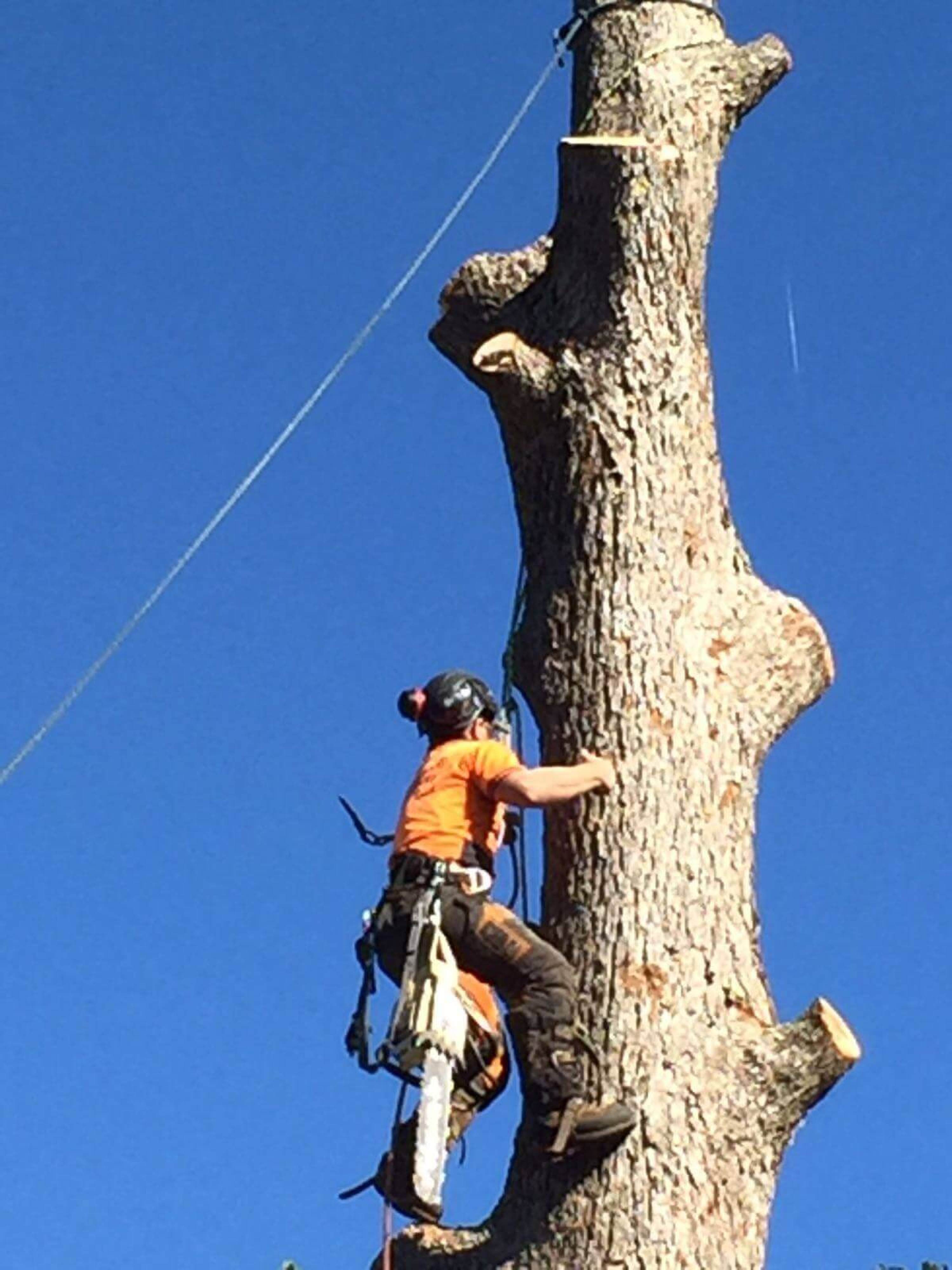 Tree Cutting