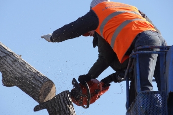 TREE CUTTING SERVICE AT DISCOUNTED PRICES