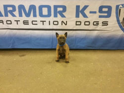 ARMOR K9