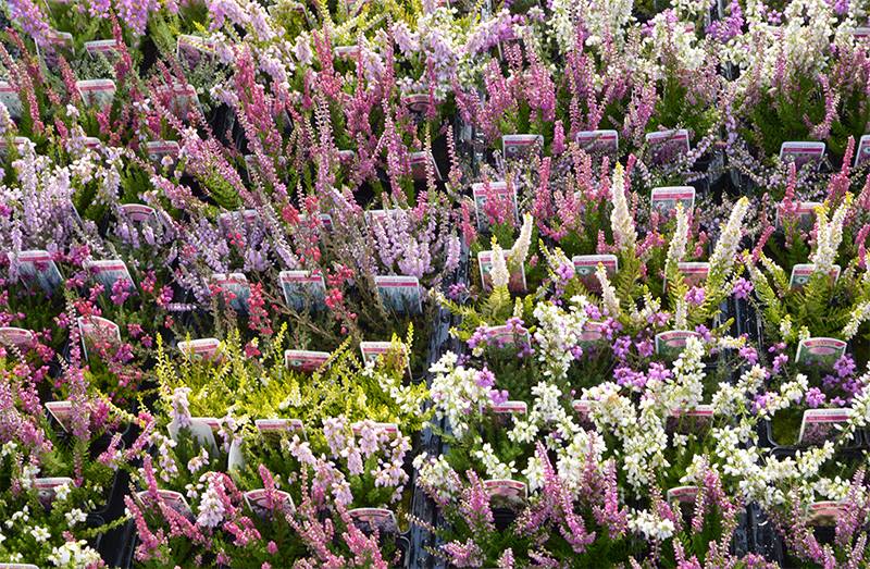 Flors