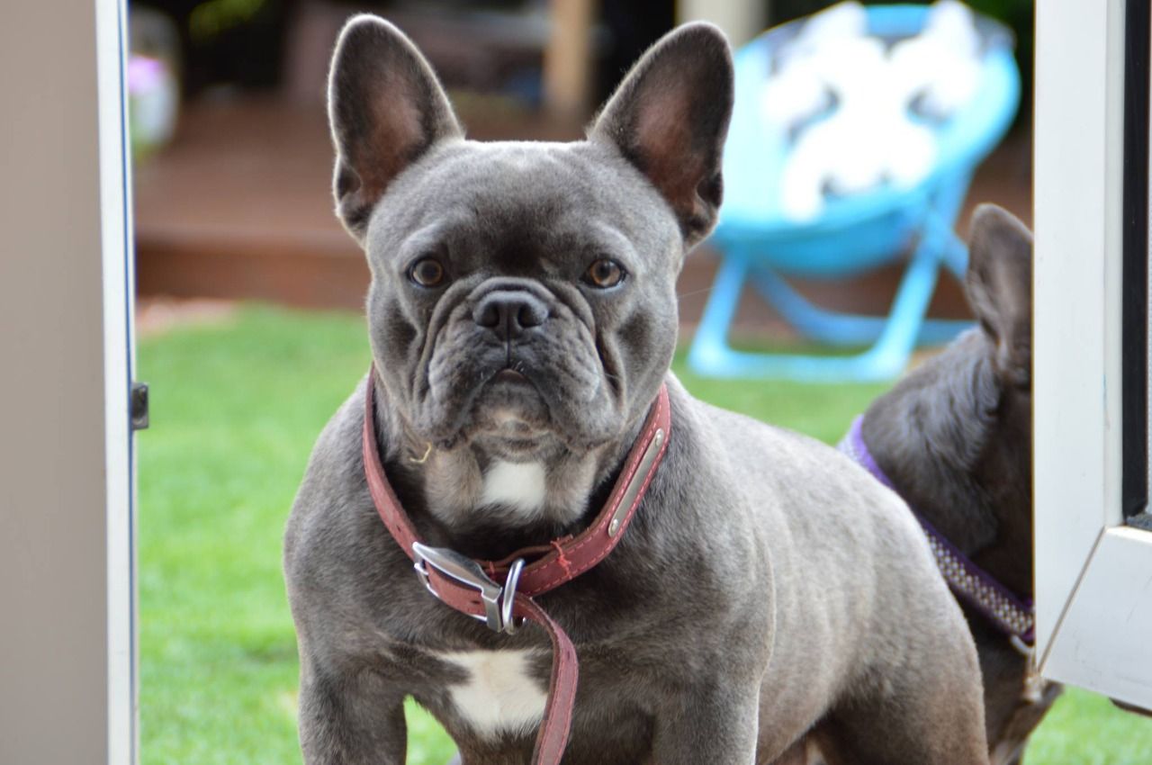 ROYAL BLUE FRENCH BULLDOGS