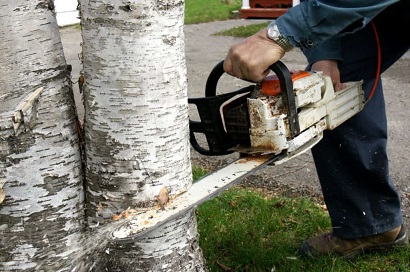 CA TREE REMOVAL OF NEWMARKET