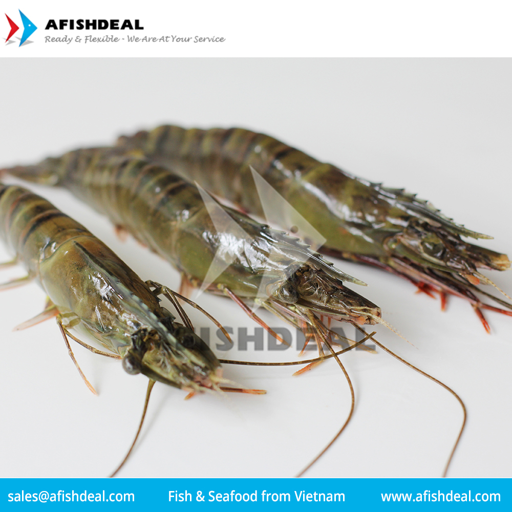 BLACK TIGER SHRIMP - HOSO -  HLSO - PDTO - PUD - COOKED - BREADED - FROZEN PENAEUS  MONODO