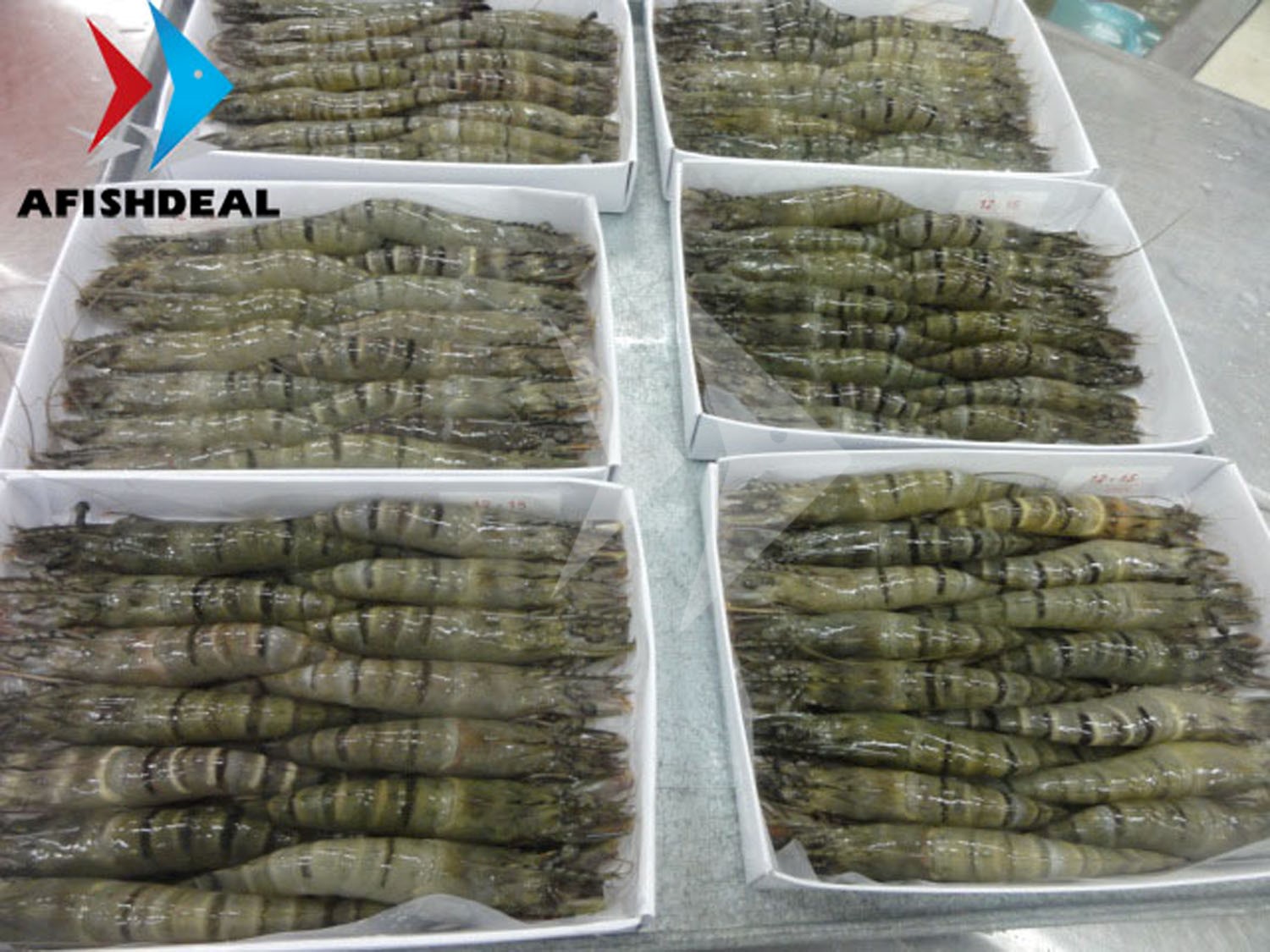 FROZEN BLACK TIGER SHRIMP -  HOSO - PENAEUS MONODO - SEAFOOD VIETNAM