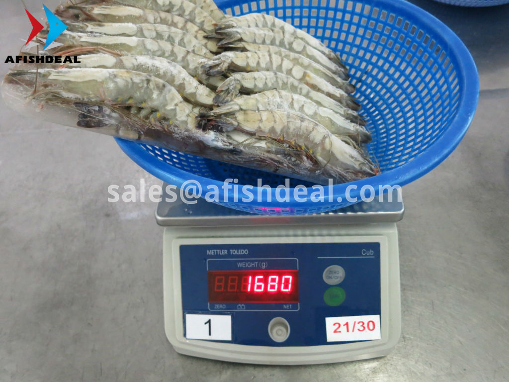 FROZEN BLACK TIGER SHRIMP -  HOSO - PENAEUS MONODO - SEAFOOD VIETNAM