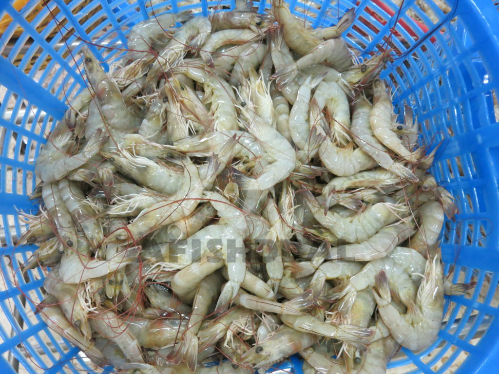 Udang