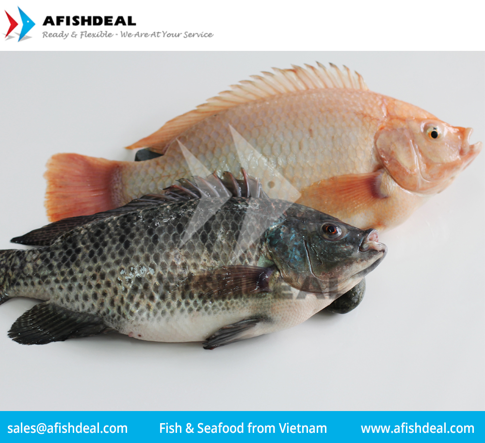 TILAPIA - RED TILAPIA - BLACK TILAPIA - WHOLE ROUND - WGS - HGT - WGG -  FILLET - FROZEN FISH - VIETNAM