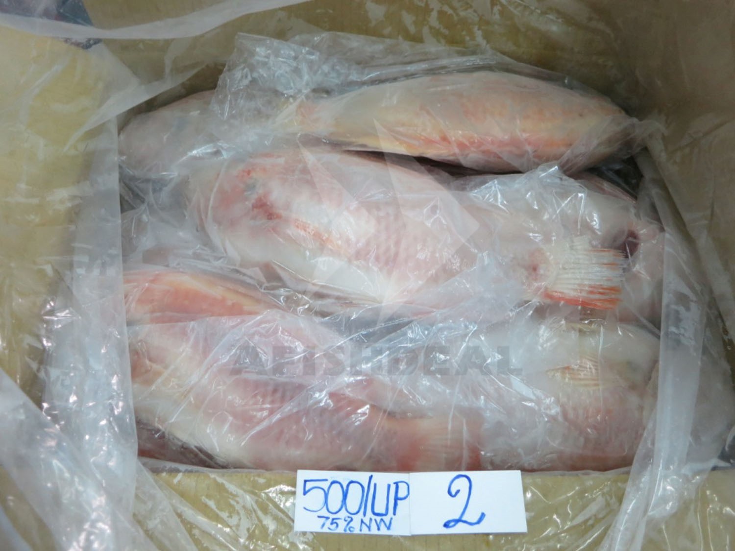 TILAPIA - RED TILAPIA - BLACK TILAPIA - WHOLE ROUND - WGS - HGT - WGG -  FILLET - FROZEN FISH - VIETNAM