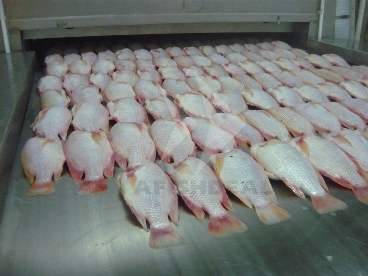 TILAPIA - RED TILAPIA - BLACK TILAPIA - WHOLE ROUND - WGS - HGT - WGG -  FILLET - FROZEN FISH - VIETNAM