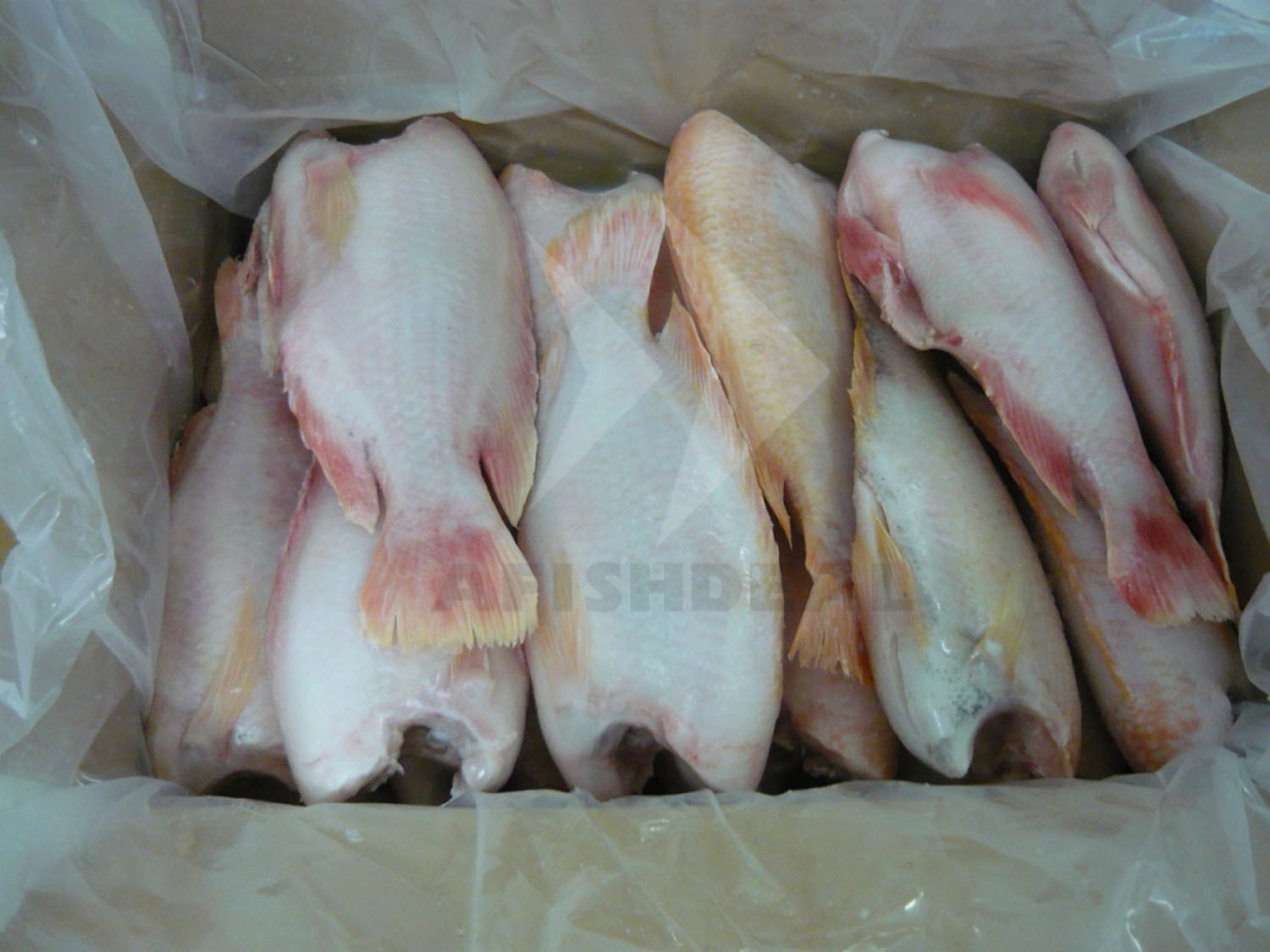 TILAPIA - RED TILAPIA - BLACK TILAPIA - WHOLE ROUND - WGS - HGT - WGG -  FILLET - FROZEN FISH - VIETNAM