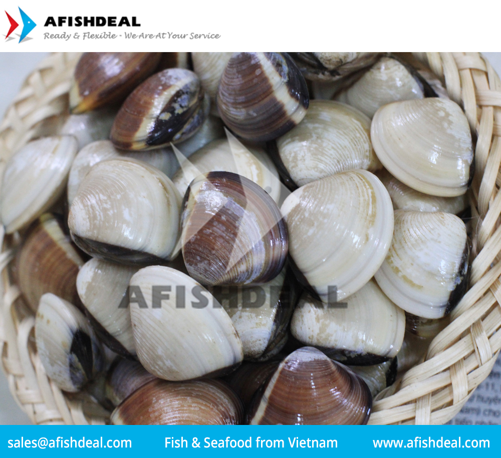 CLAM - SCALLOP - SEAFOOD - MOLLUSKS - FROZEN  - ORIGIN VIETNAM