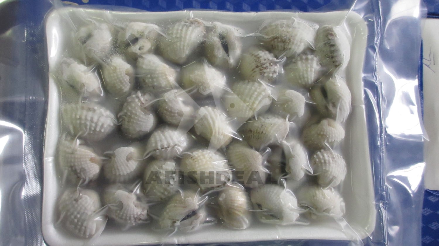 CLAM - SCALLOP - SEAFOOD - MOLLUSKS - FROZEN  - ORIGIN VIETNAM