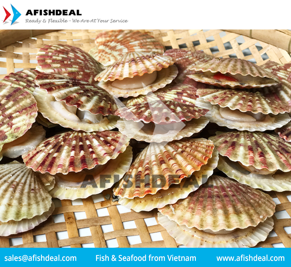 CLAM - SCALLOP - SEAFOOD - MOLLUSKS - FROZEN  - ORIGIN VIETNAM