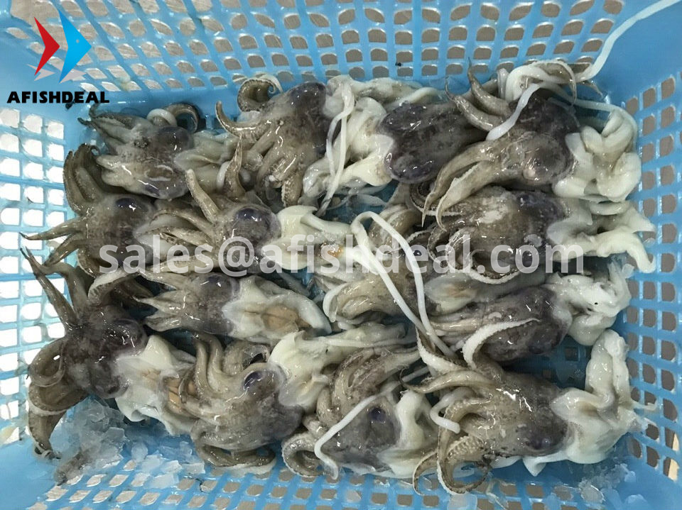 SQUID - CUTTLEFISH  FISH - SEAFOOD - MOLLUSKS - FROZEN  - ORIGIN VIETNAM