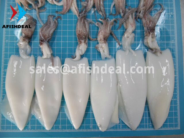 SQUID - CUTTLEFISH  FISH - SEAFOOD - MOLLUSKS - FROZEN  - ORIGIN VIETNAM