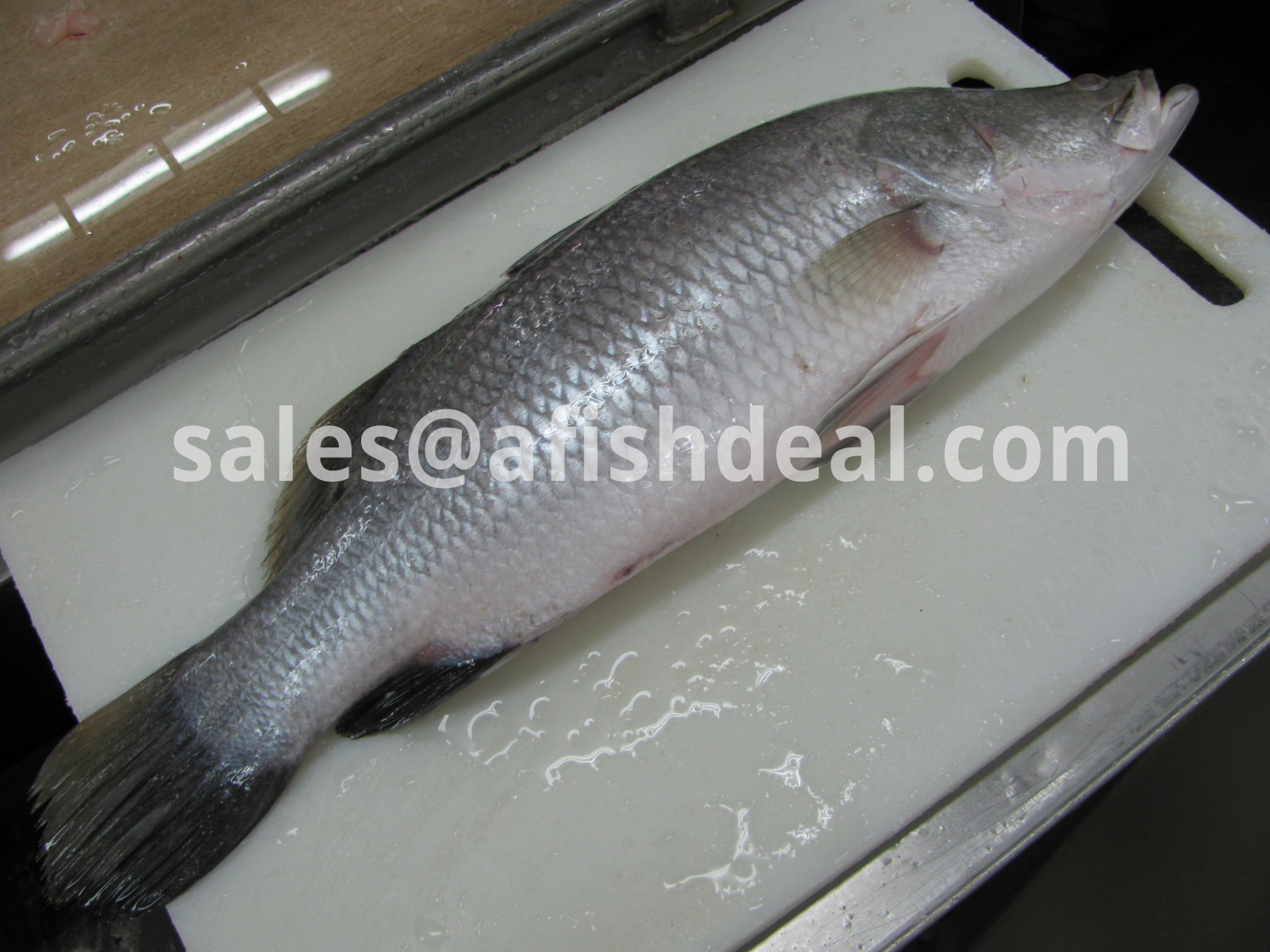 BARRAMUNDI FROZEN FISH - WHOLE  ROUND - GUTTED - WR - WGGS -  FILLET - LATES CALCARIFER - ORIGIN VIETNAM