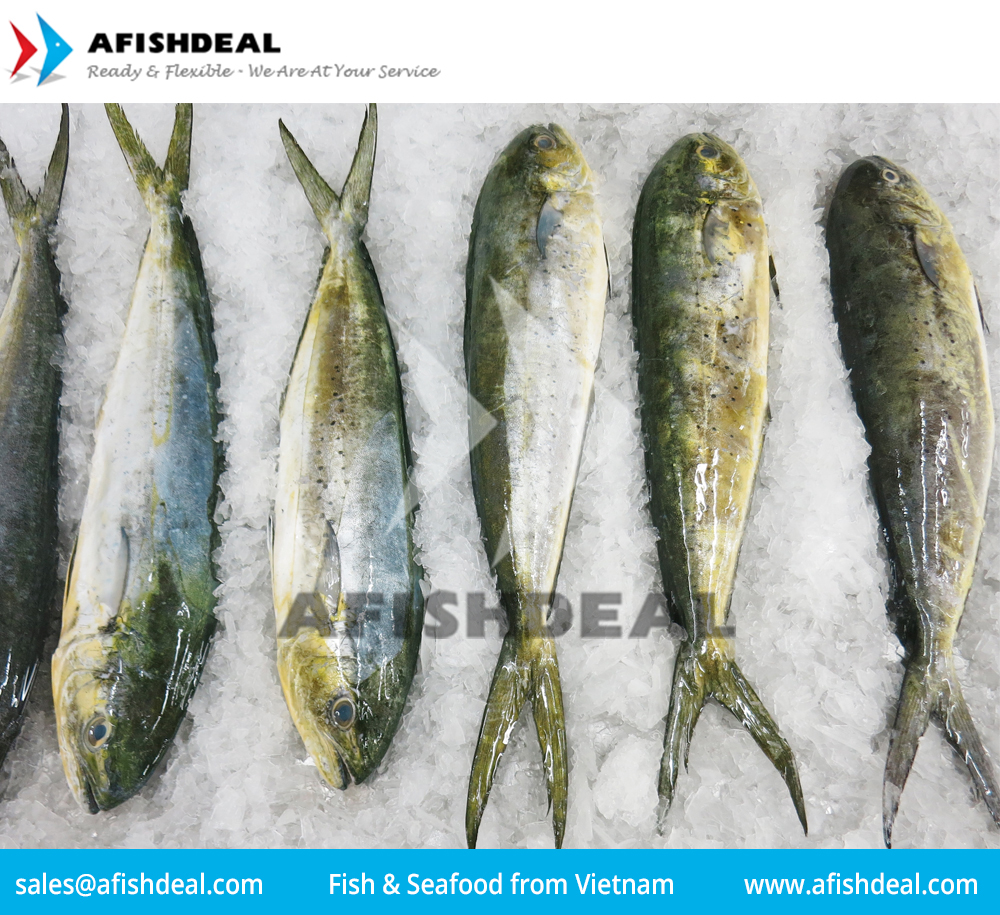 MAHI  MAHI - CORYPHAENA HIPPURUS  SEAFOOD - PORTION - FILLET - WGG - STEAK - WHOLE FISH FROZEN