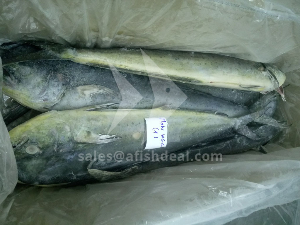 MAHI  MAHI - CORYPHAENA HIPPURUS  SEAFOOD - PORTION - FILLET - WGG - STEAK - WHOLE FISH FROZEN