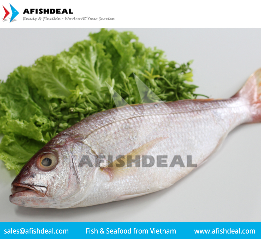 CRIMSON SNAPPER - FROZEN FISH  SEAFOOD - FILLET - PORTION - CUT