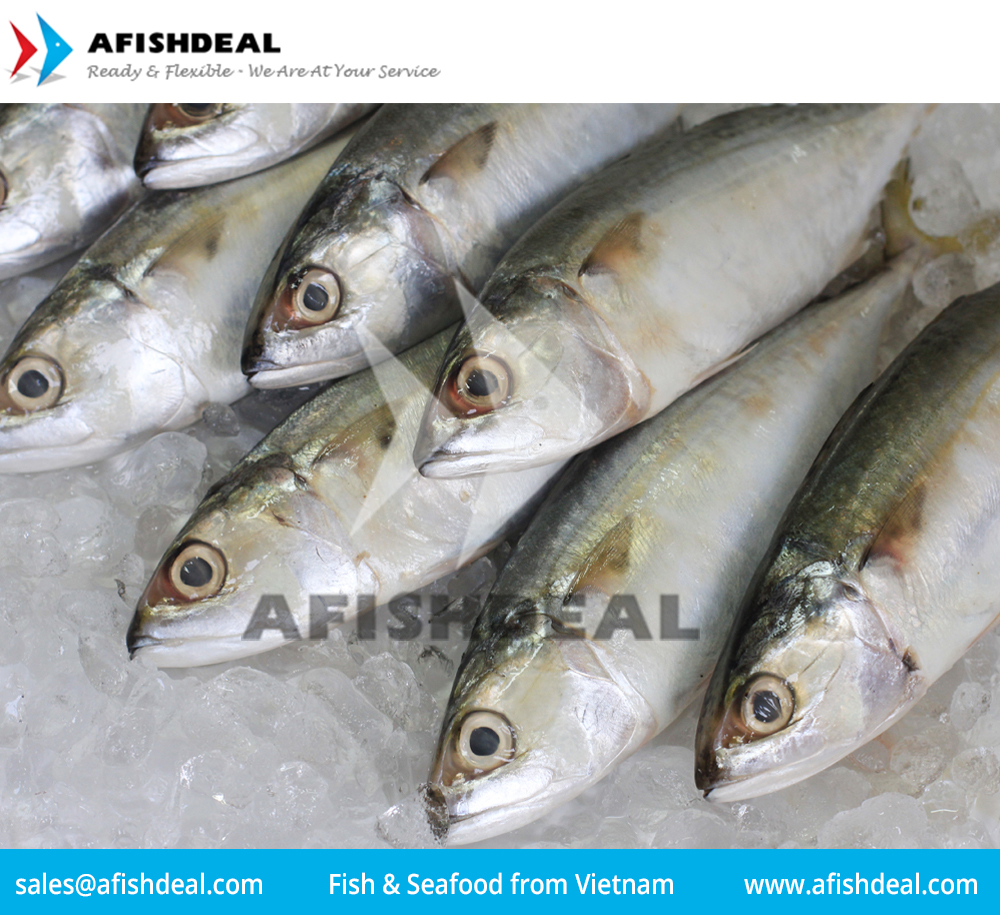 INDIAN MACKEREL - FROZEN FISH SEAFOOD