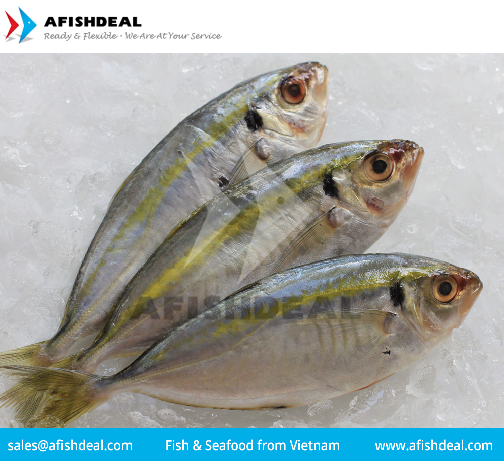 YELLOW STRIPE SCAD - FROZEN FISH SEAFOOD