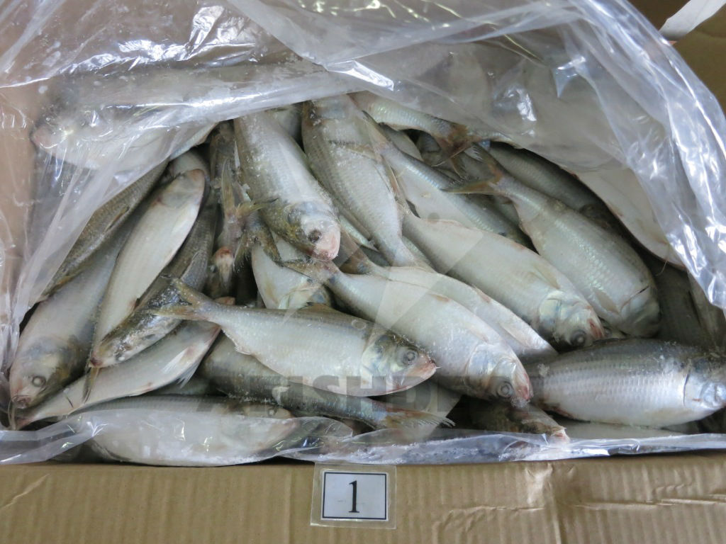 Ikan beku dan makanan laut