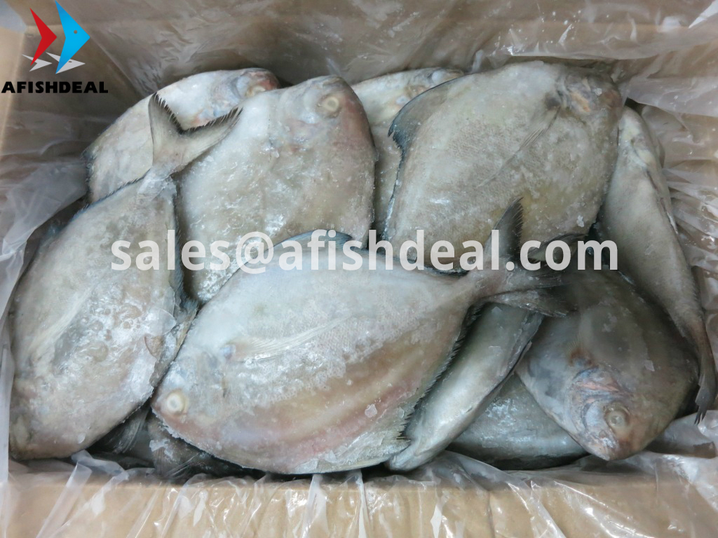 BLACK POMFRET - FROZEN FISH SEAFOOD