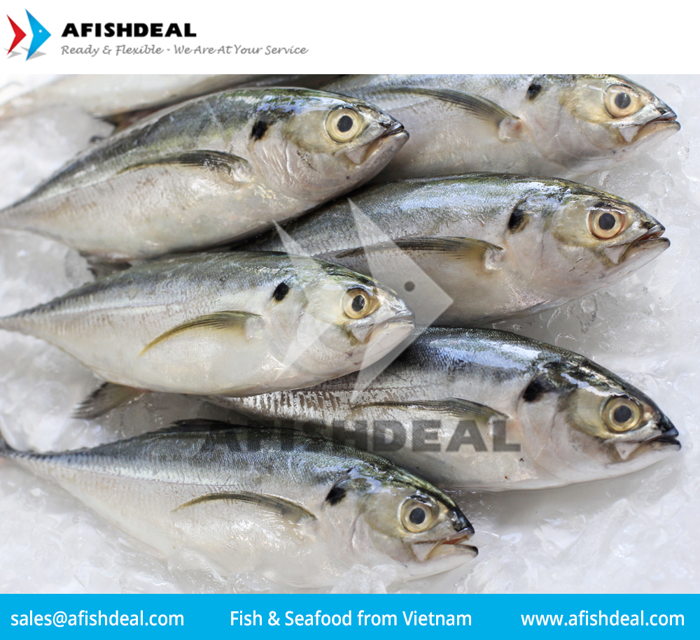 HORSE MACKEREL - INDIAN MACKEREL  - ROUND SCAD - LAYANG SCAD  - YELLOW STRIPE SCAD - YELLOWTAIL ROUND  SCAD - SARDINE - ANCHOVY -  FROZEN FISH SEAFOOD