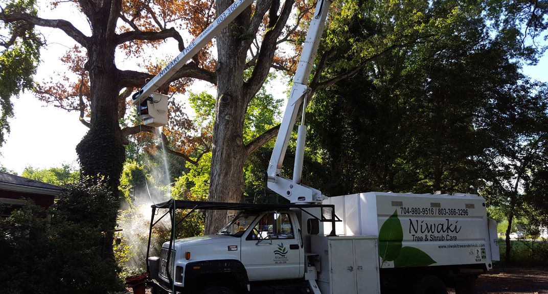 Niwaki Tree Service