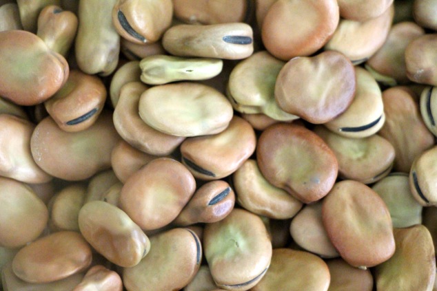 Fava Beans For Sale