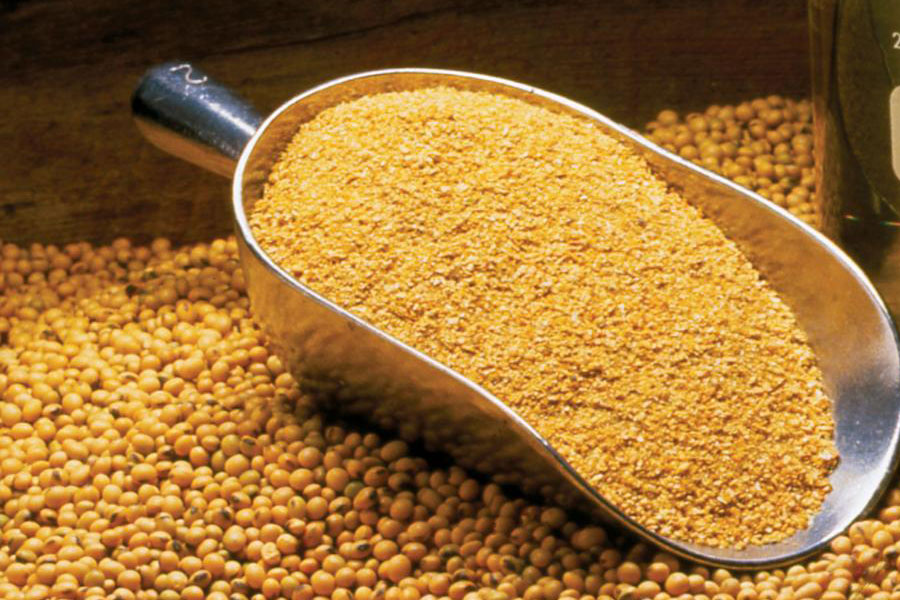 Soy