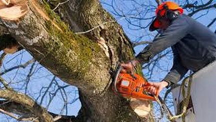 VEGO TREE SERVICE SAN DIEGO