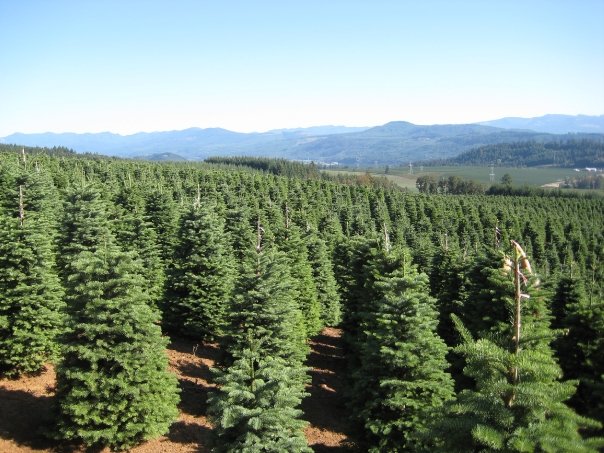 Christmas tree