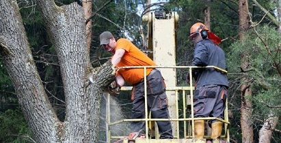 TREE REMOVAL SAN MATEO