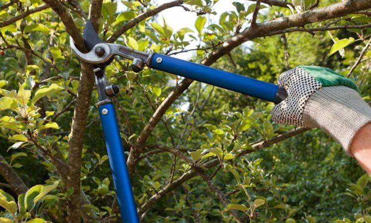 Tëharrje Tree dhe prerjen