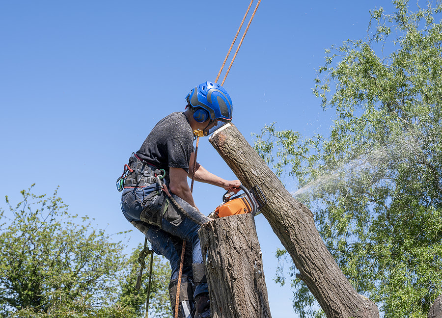 Tree Service