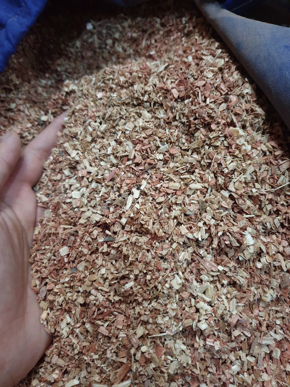 SOFTWOOD CHIPS FROM VIETNAM