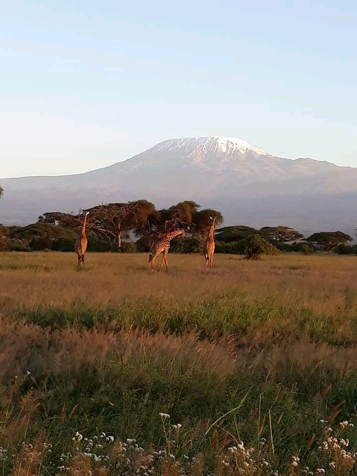 3 days masai mara safari