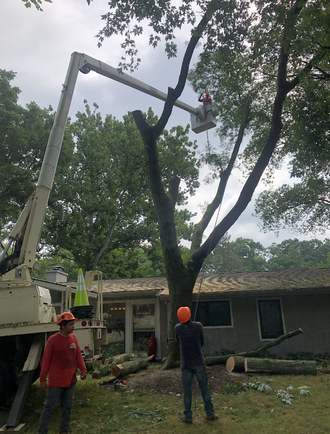 Tree Trimming