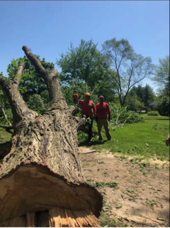 Tree Removal Service