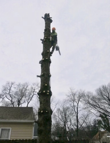 Tree Service