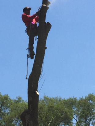 Full Tree Removal