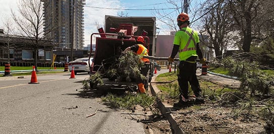 Tree Removal