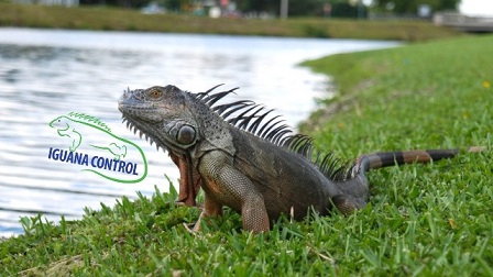 IGUANA CONTROL