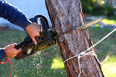 TREE SERVICE THUNDER BAY