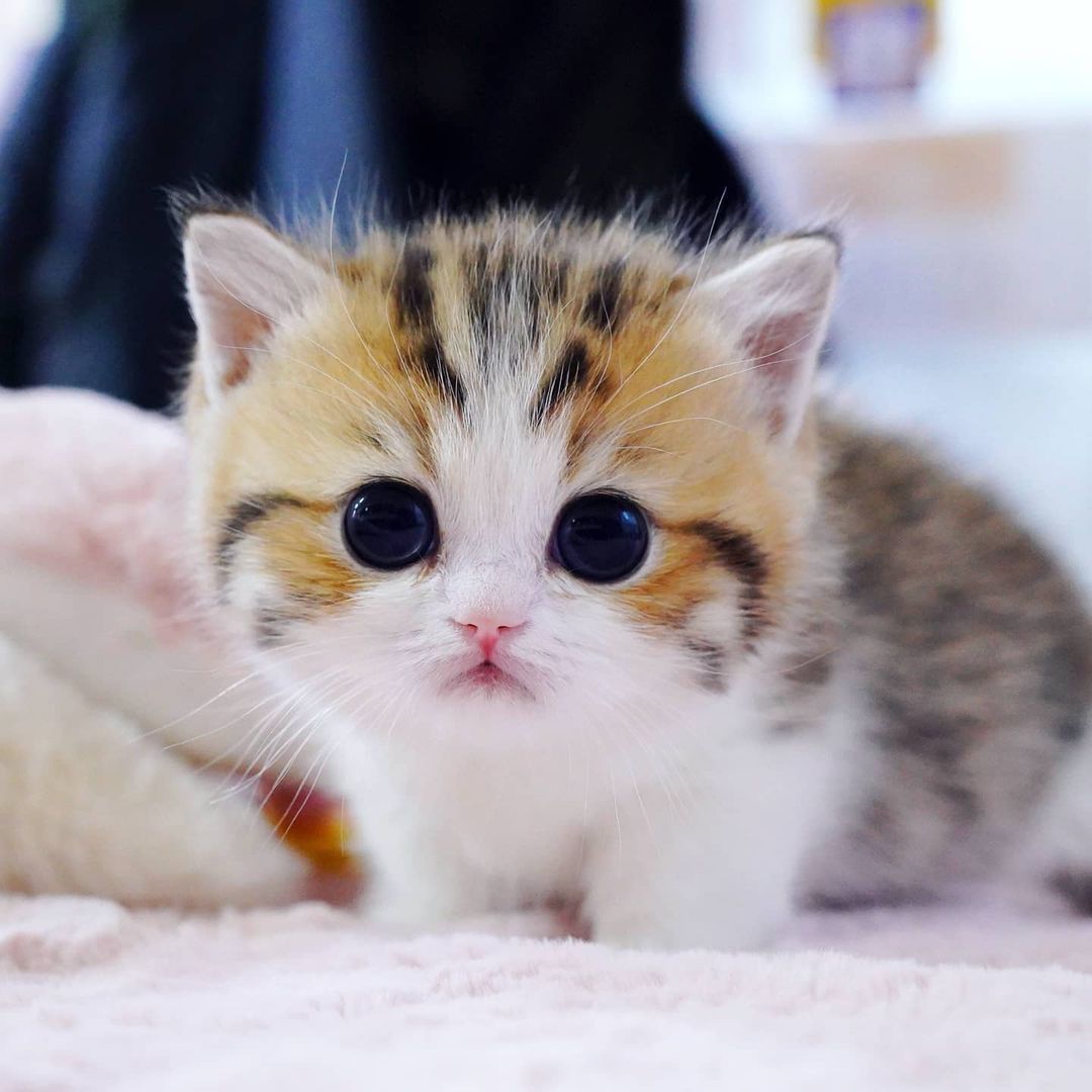 Munchkin Cat